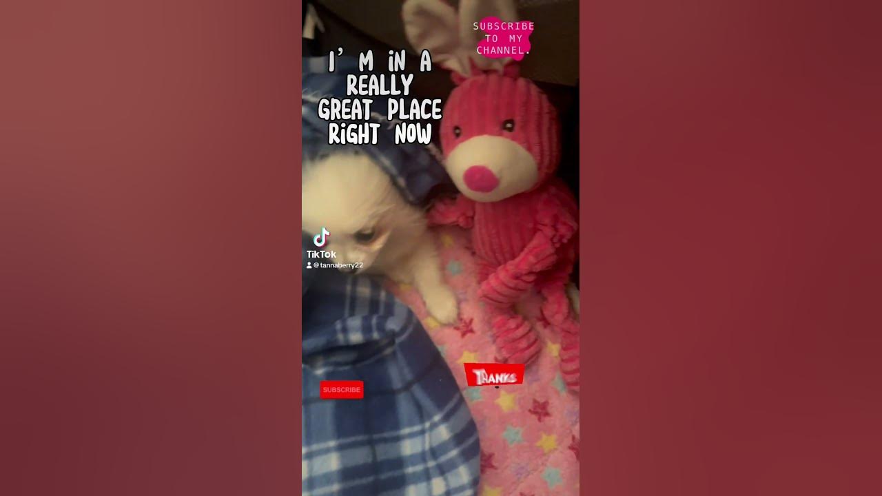 tiktok-dog-fun-trending-dog-shorts-shortsvideo-tiktok-animals
