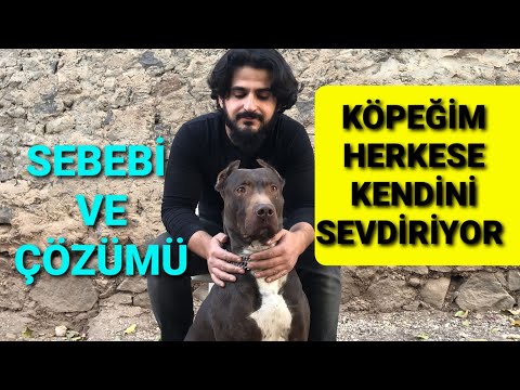 Köpeğim kendini yabancılara sevdiriyor buna nasıl engel olurum