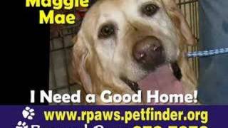 Rescued Paws Adoptable Pets 06-17-08