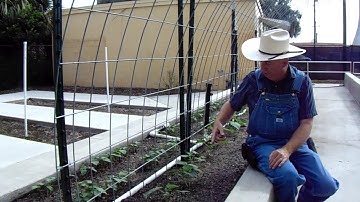 How to Trellis Cucumbers on a Cow Panel