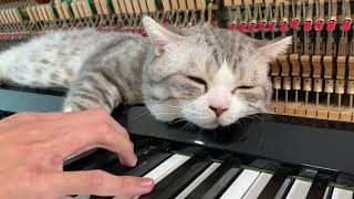 The best lullaby for cat (Meowssage) #2