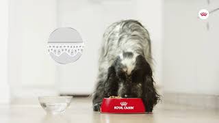 Royal Canin - Canine Care Nutrition Dermacomfort