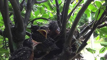 Robin Tales - 16 Empty Nest