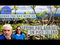 Spring has arrived on Pico Island Azores, Portugal - Spend the day with us and our fig tree. Epi 34