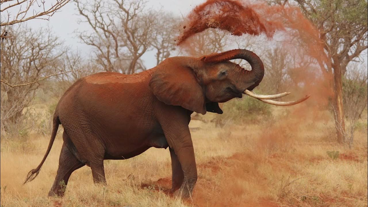 Relaxing Classical Piano With The Beautiful Elephants - YouTube