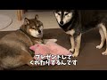 10年の絆？胡麻柴と黒柴の共同作業・・・