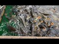 4K - How To Feed Fish With Popcorn @ Las Vegas Boat Harbor, Lake Mead Loves Popcorn