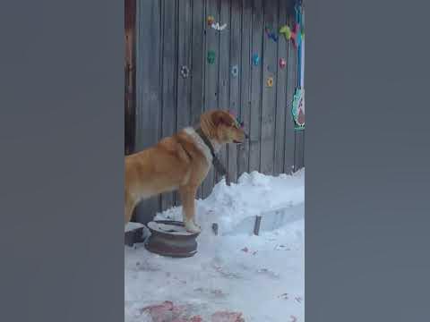 гав - YouTube