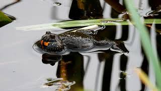 KUŇKA OBECNÁ (Bombina bombina) - European fire-bellied