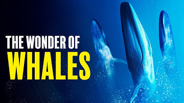 The Wonder of Whales | For Sleep Documentary (No AI Used)