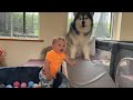 Adorable Baby Boy Talks To His Dogs! (Cutest Ever!!)