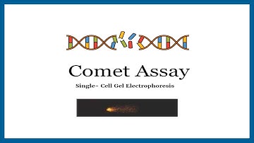 Comet Assay | Single Cell Gel Electrophoresis | Applications of Comet Assay | Comet Assay Procedure