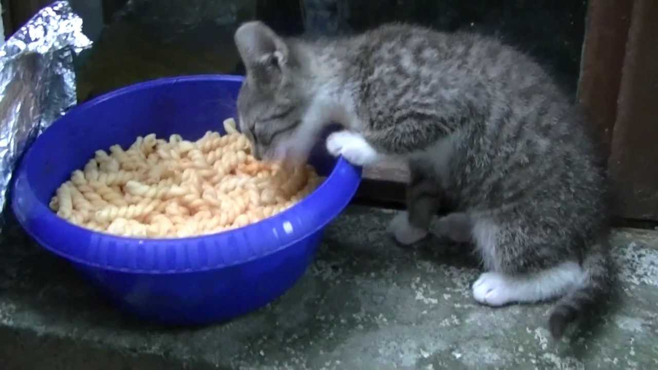 Sweet kittens eat cheese pasta YouTube