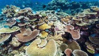 Kickstarting the global reef restoration industry