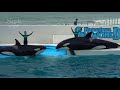 Orca Show at Kamogawa Sea World 【4K】