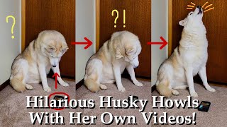 Siberian Husky Howling At WHAT?! My Husky's Reaction to Howling & Funny Sounds! Make Your Dogs Howl