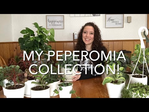 Peperomia Show &