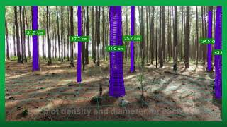 Forest Inventory