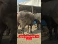 Deonar buffalo Mandi new update#viral #mumbai #govandi