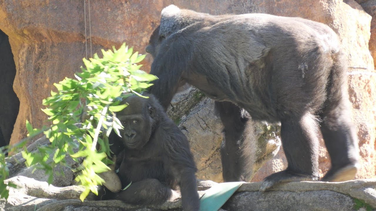 Momoko and Sumomo have the scent of peaches. Ueno Zoo Gorilla