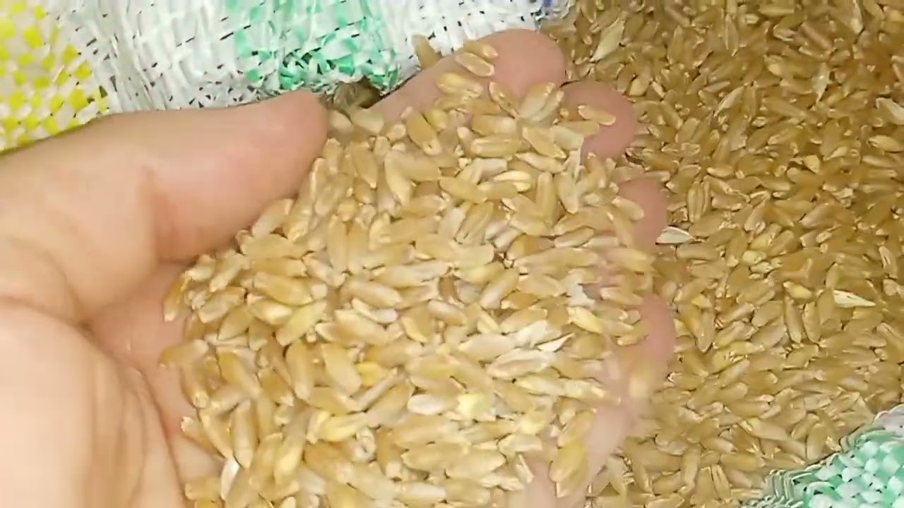 نتيجة تخزين القمح بمواد طبيعية وصحية 💯