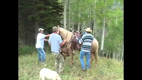 My Manti Utah Archery Bull