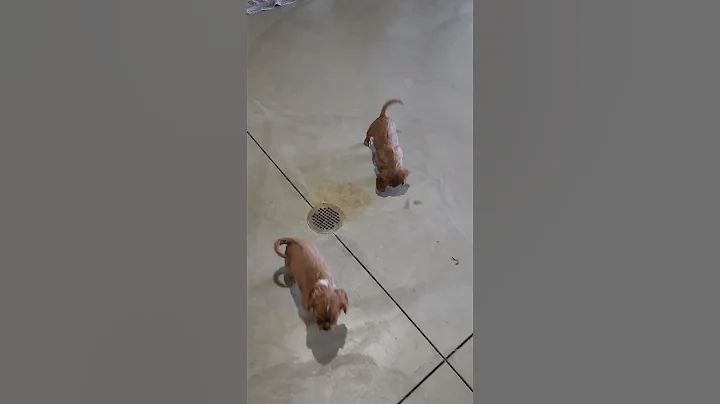 Cavalier King Charles Puppies