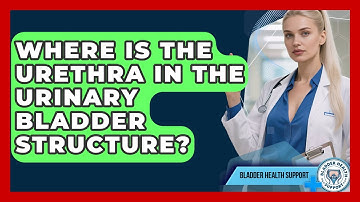 Where Is The Urethra In The Urinary Bladder Structure? - Bladder Health Support