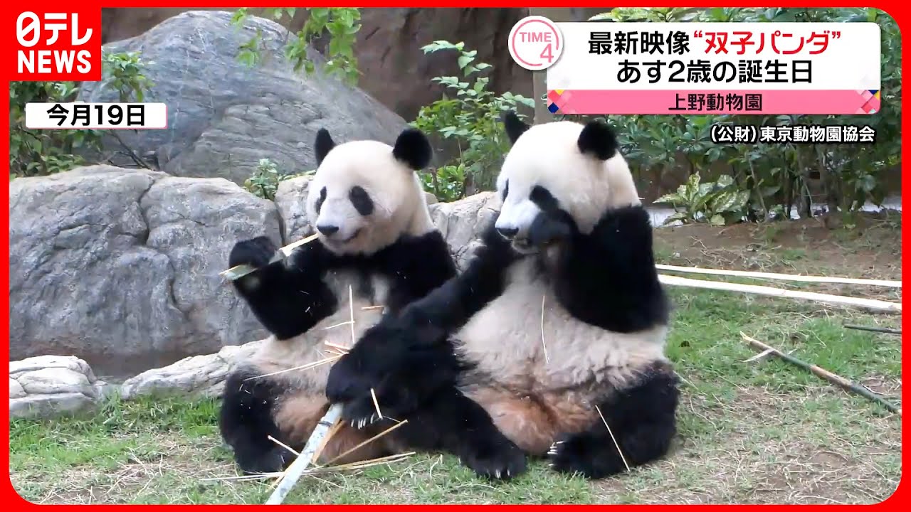 双子パンダ】23日に2歳の誕生日 仲良く並んでタケ食べる姿 - YouTube
