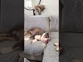 WFH #bulldog #spoileddog