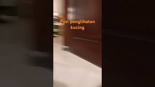 poc penglihatan kucing