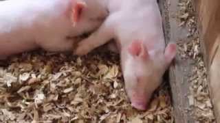 Bacon Lowers Sperm Count According To Harvard Researchers!