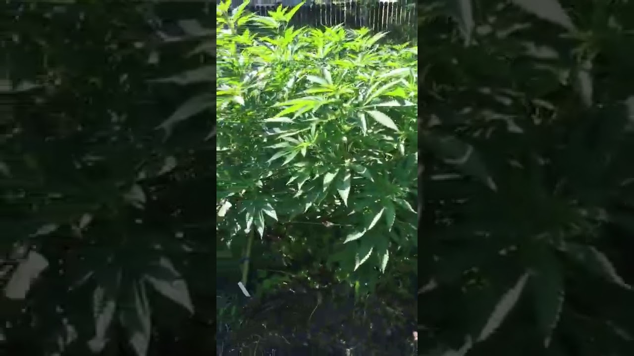 LA Kush Cakez x Zkittlez Cakez  / jungleboys genetics under the Canada sun ! SOG