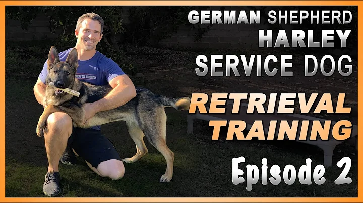 First Steps to Teach Your Service Dog a Retrieve. Episode 2