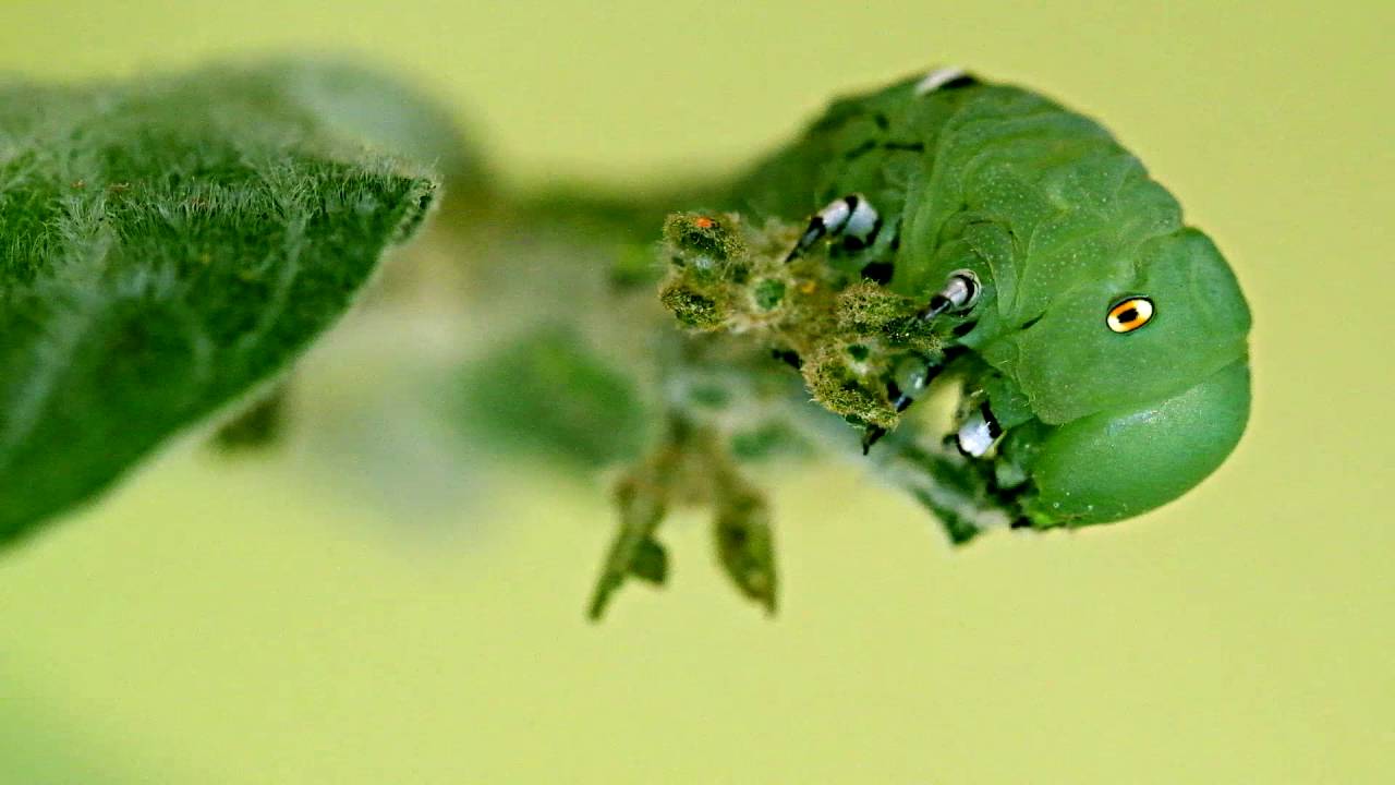 Caterpillar eating Pepper plant leaf YouTube