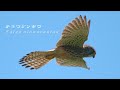 チョウゲンボウ Falco tinnunculus