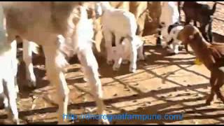 Dhore Goat farm malvandi(Dhore) maval, pune