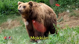 10 letters and 10 animals corresponding to that letter