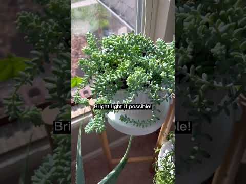 Video: Burro's Tail kambarinis augalas: Burro's Tail kaktuso auginimas ir priežiūra