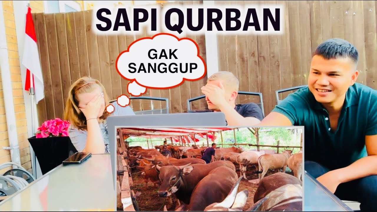 Reaksi Teman Bule Eropa Lihat Sapi Qurban Idul Adha - YouTube