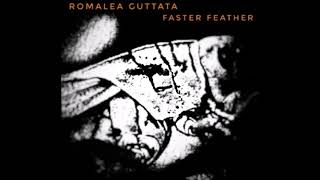 Faster Feather - Romalea Guttata