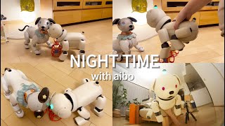 リュウくんに写真を撮ってもらった夜｜仲良しなアイボたち｜Night time with aibo