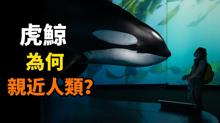 襲擊船隻，稱霸海洋，莫名餓死，親近人類，虎鯨的全部真相在這裡！ - 天天要聞