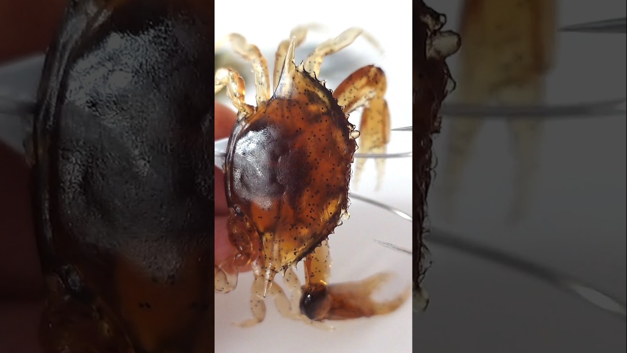 Come montare il GRANCHIO FINTO sul TAKO LEAD per pescare POLPI 