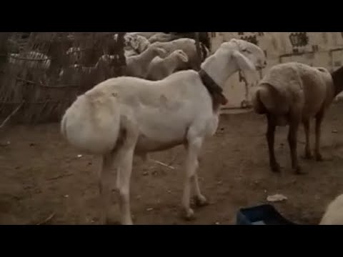 Balkhi dumba //