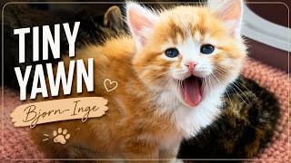 He was only 5 weeks old here 🥹 | Siberian Kitten yawning 