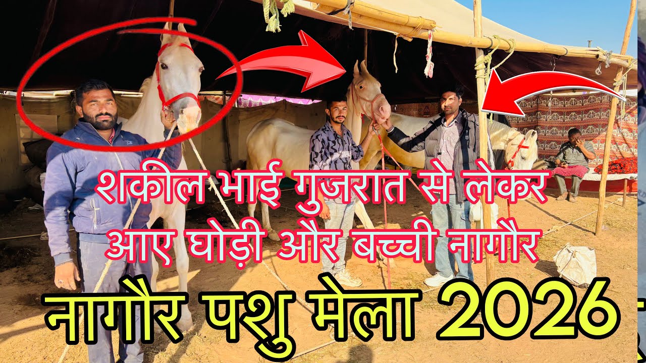 शकील भाई गुजरात से लेकर आए टॉप क्वालिटी की घोड़ी और बच्ची नागौर पशु मेला 2026। 
