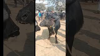 chhapiya pasu Mandi | Gorakhpur pashu bajar