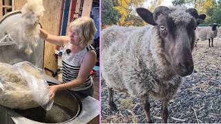 Processing WOOL, sheep and handspinning yarn.