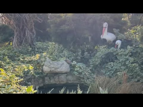 Зимний пейзаж и орех пекан во дворе! Прудик зимой.